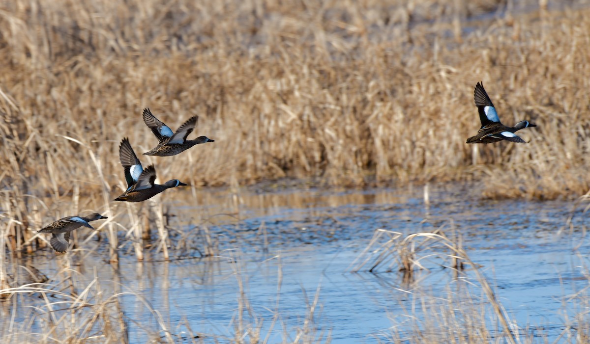 čírka modrokřídlá - ML647111585