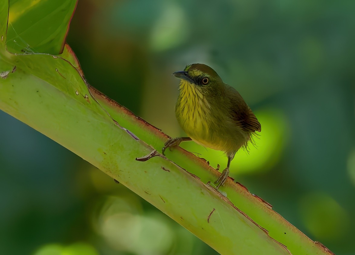Timalí Goliestriado - ML647111592