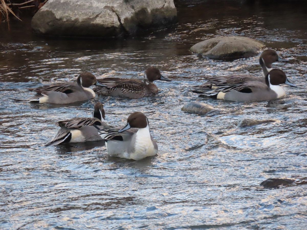 Spießente - ML647111594