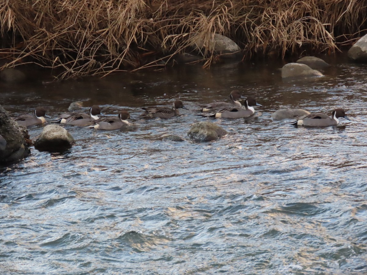 Spießente - ML647111595