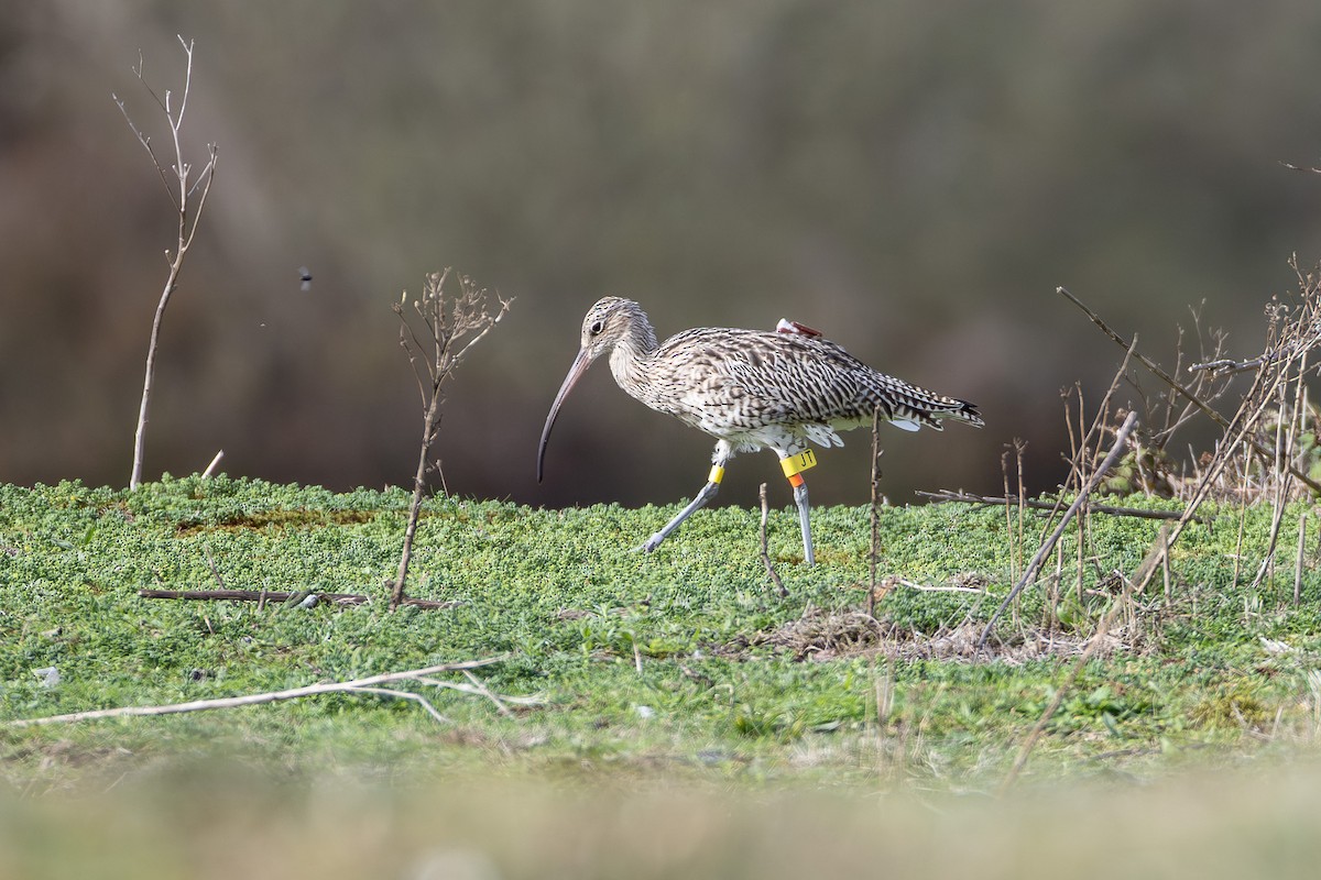 חרמשון גדול - ML647111596