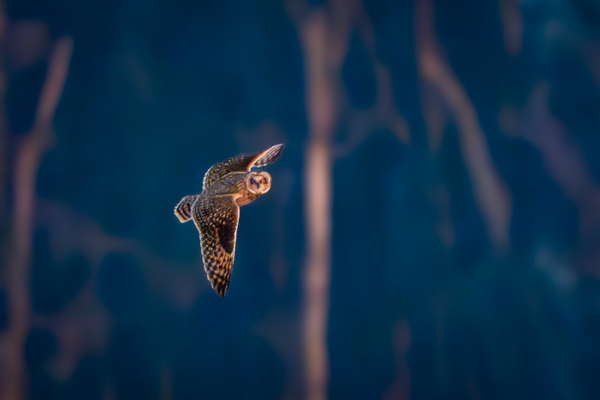 Zingira-hontza - ML647111600