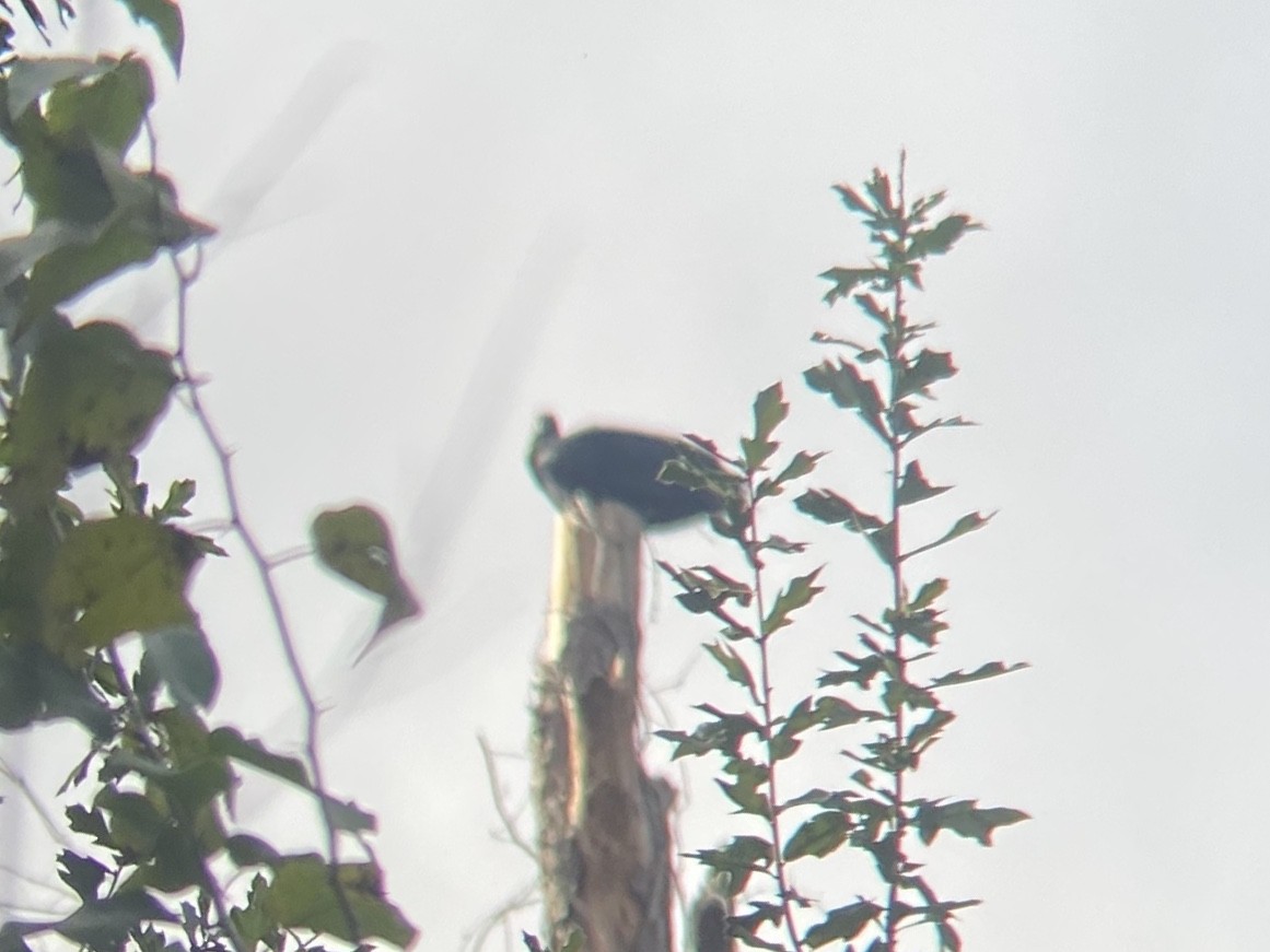 Black Vulture - ML647111601