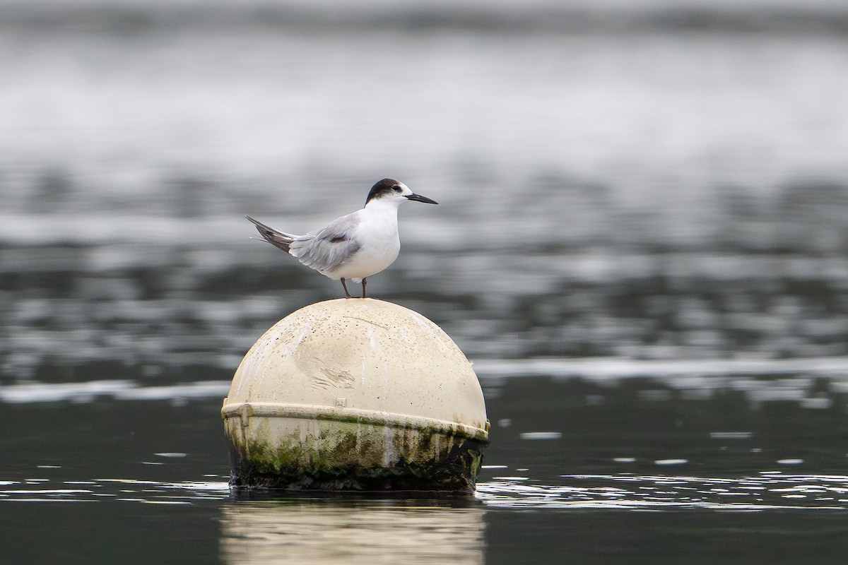 Common Tern (longipennis) - ML647111602