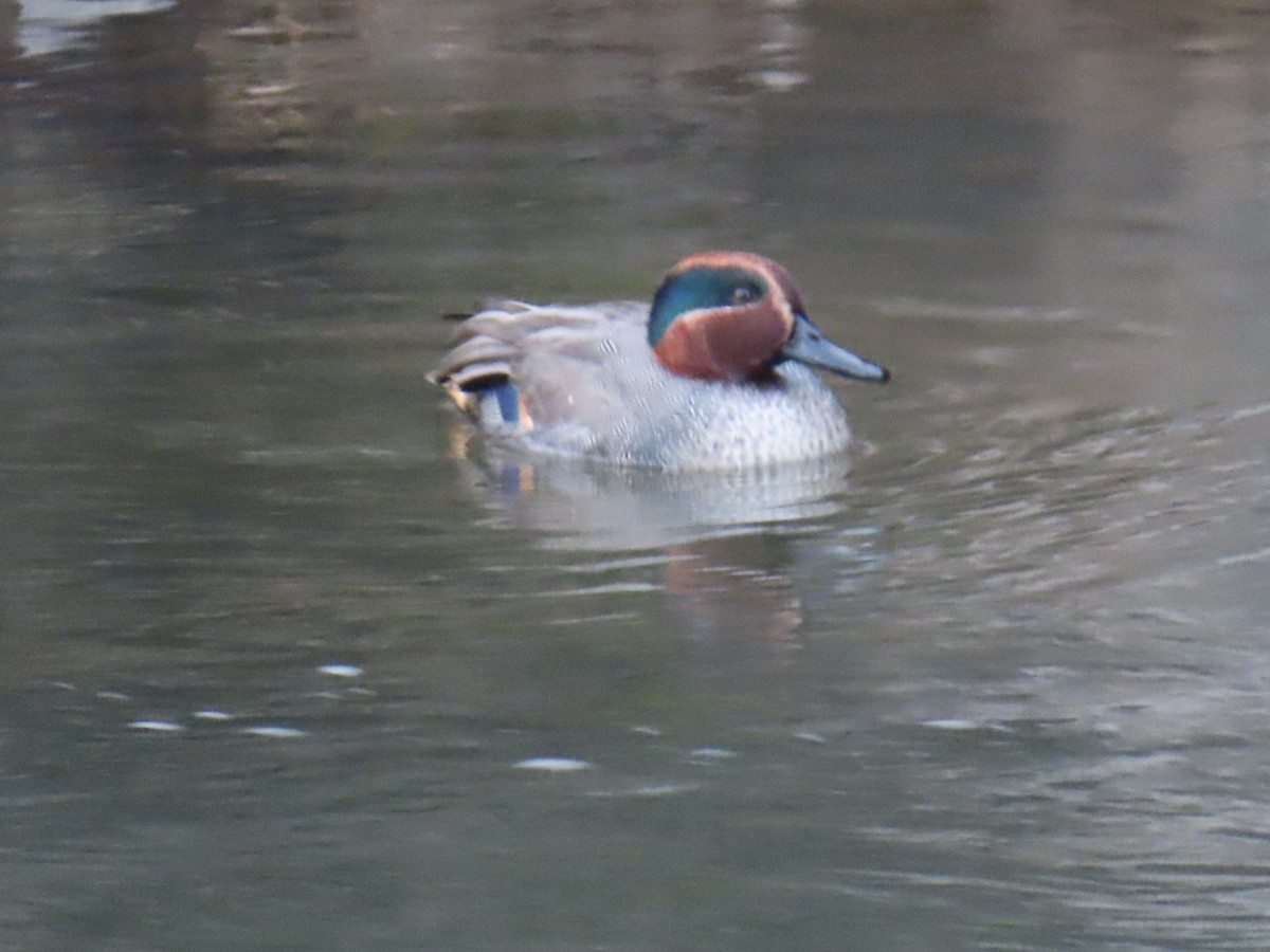 Krickente (crecca) - ML647111603