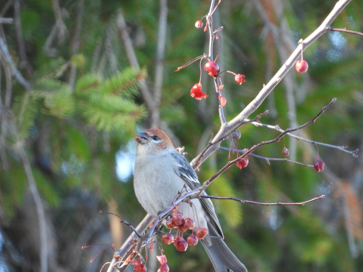 Смеречник тайговий - ML647111608