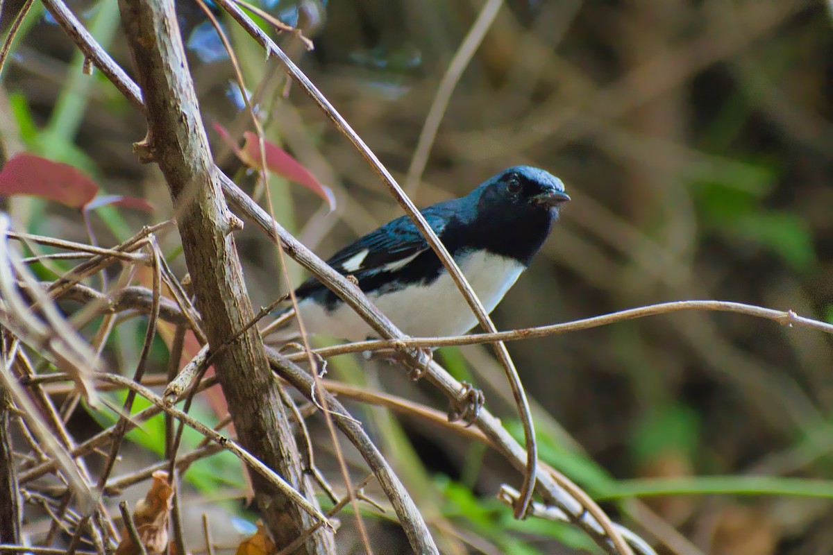 Mavi Sırtlı Ötleğen - ML647111609