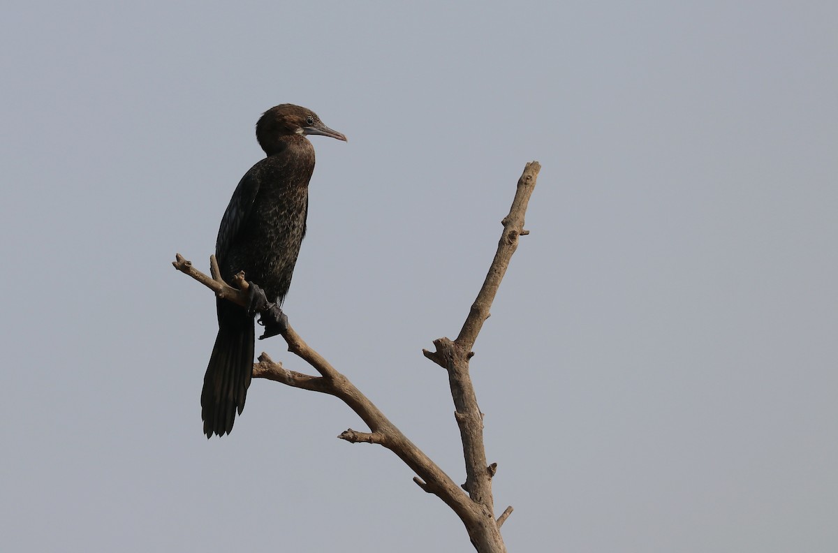 Little Cormorant - ML647111610