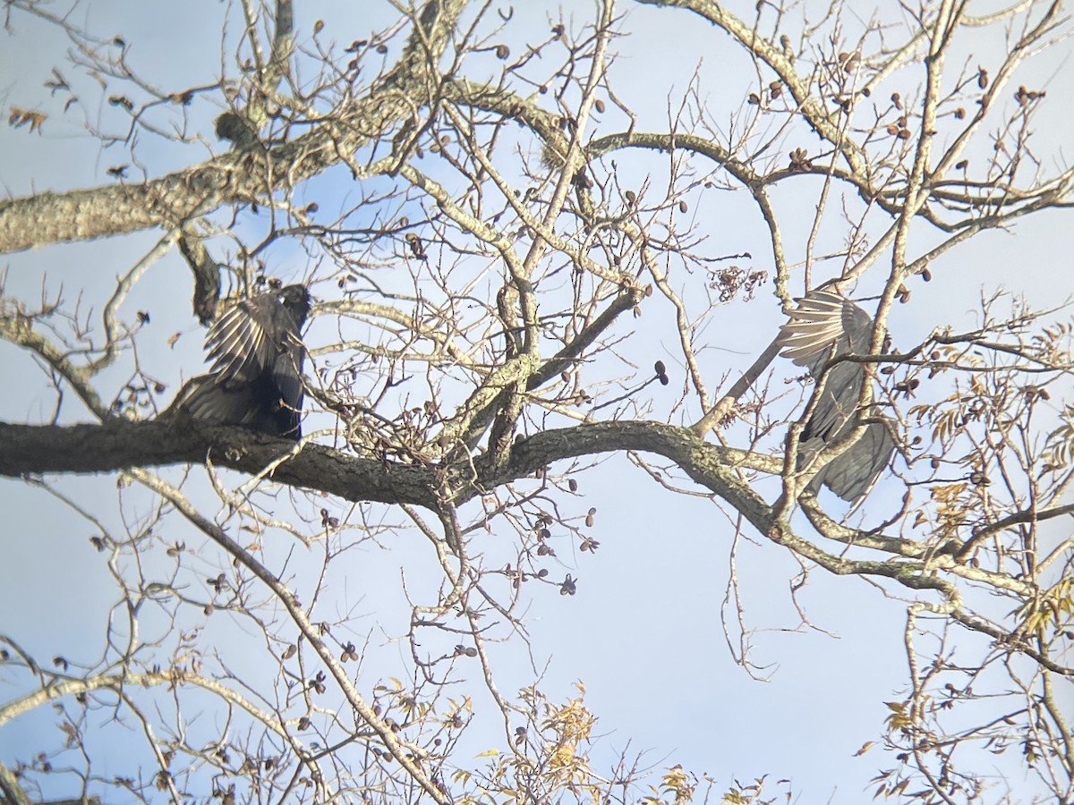 Black Vulture - ML647111611