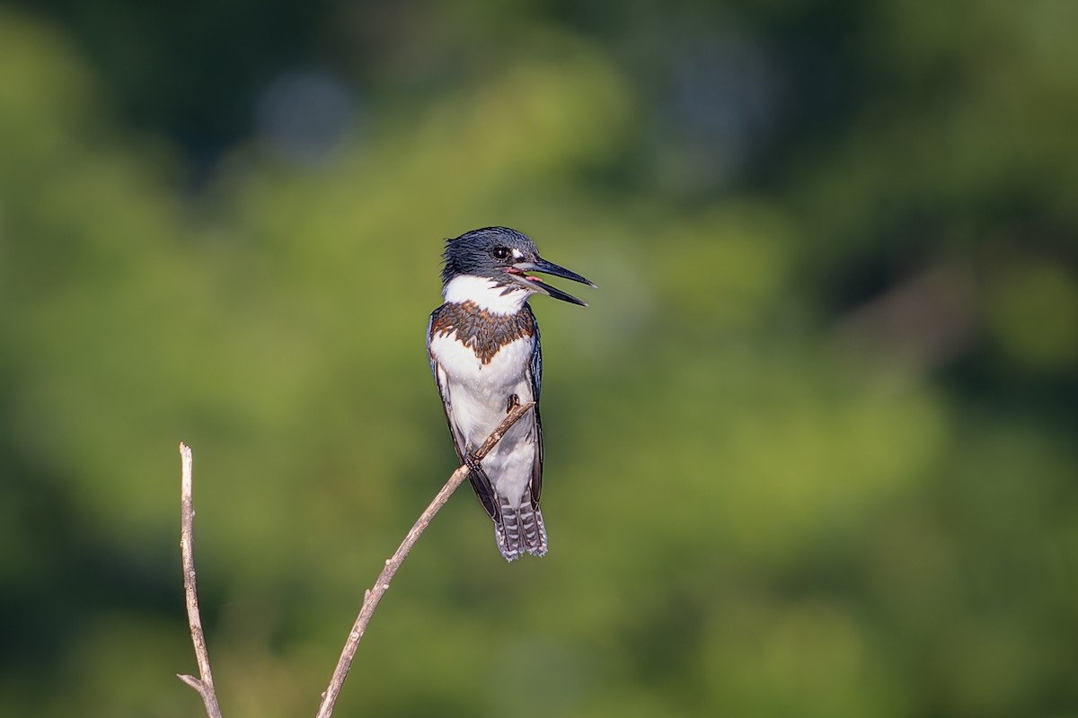 שלדג אמריקני - ML647111612