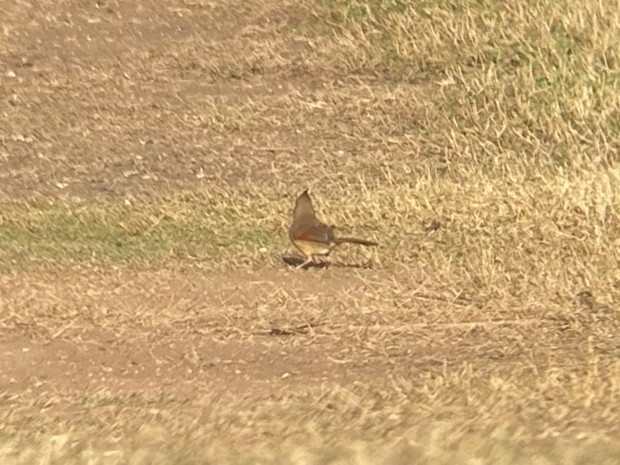 Northern Cardinal - ML647111615