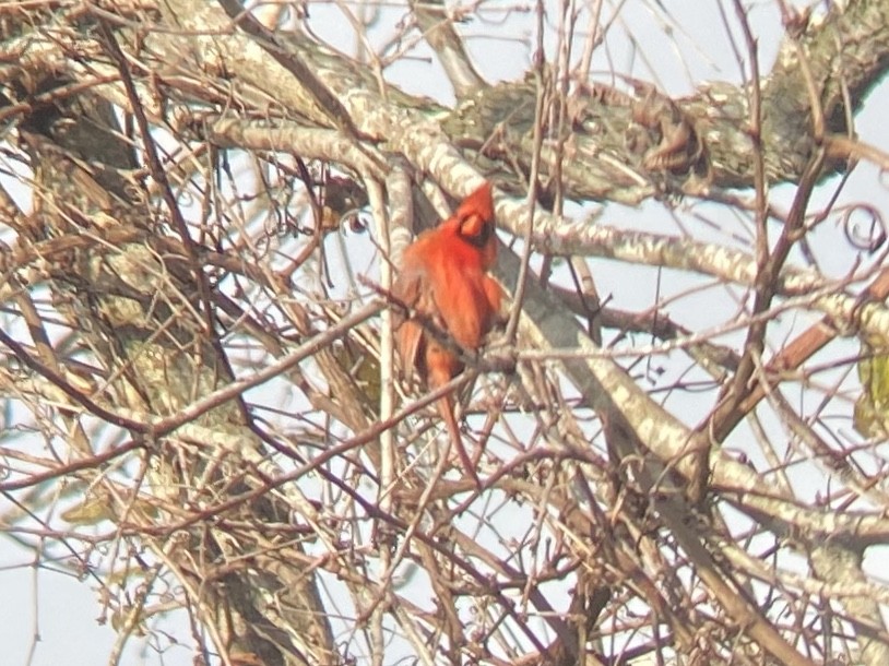 Northern Cardinal - ML647111616