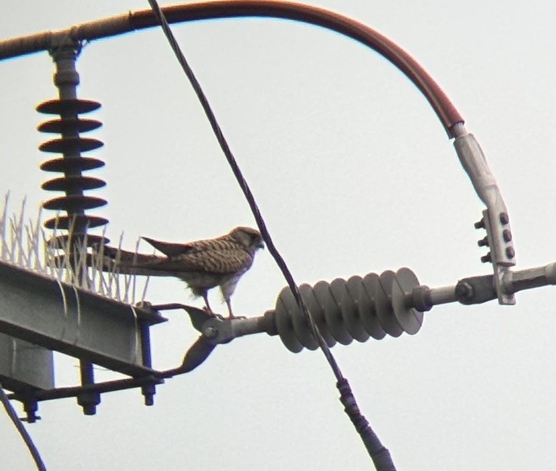 poštolka obecná - ML647111620