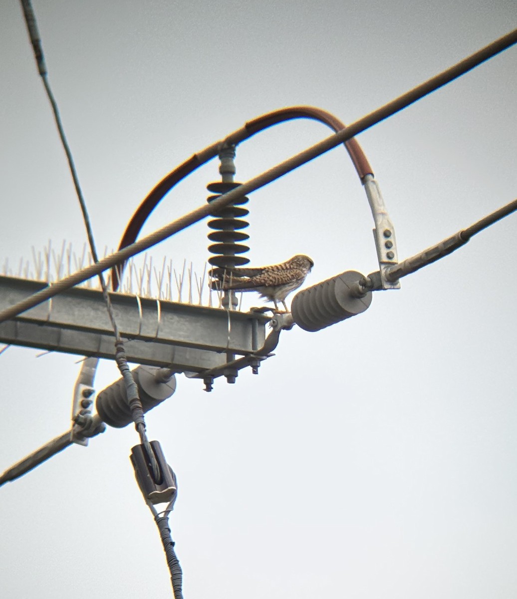 poštolka obecná - ML647111621