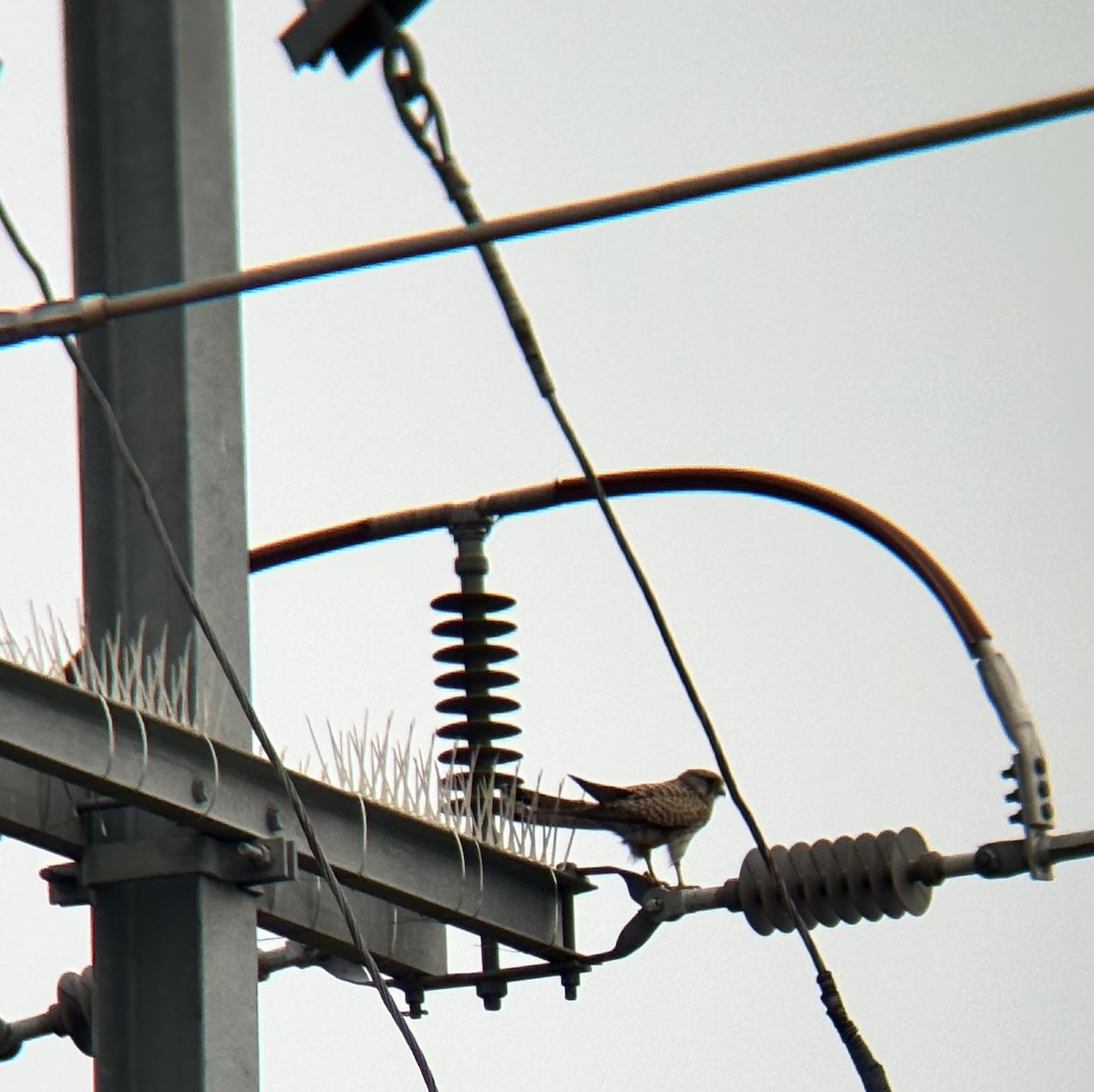 poštolka obecná - ML647111622