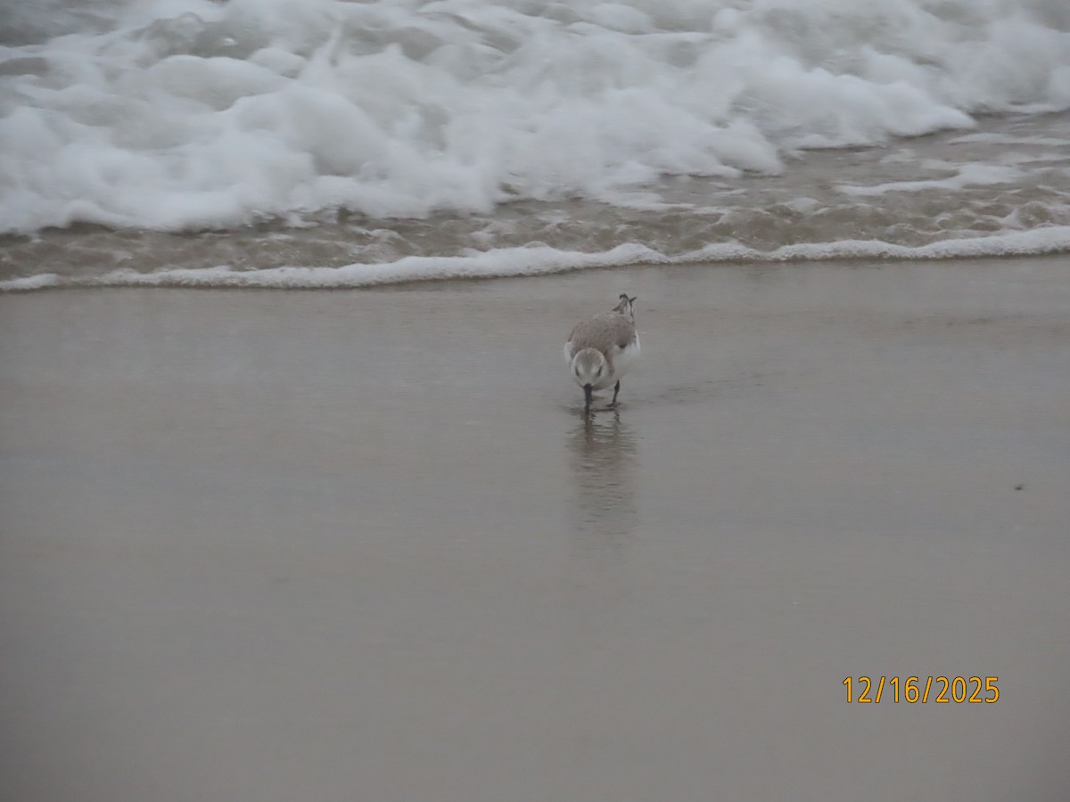 Ak Kumkuşu - ML647111623