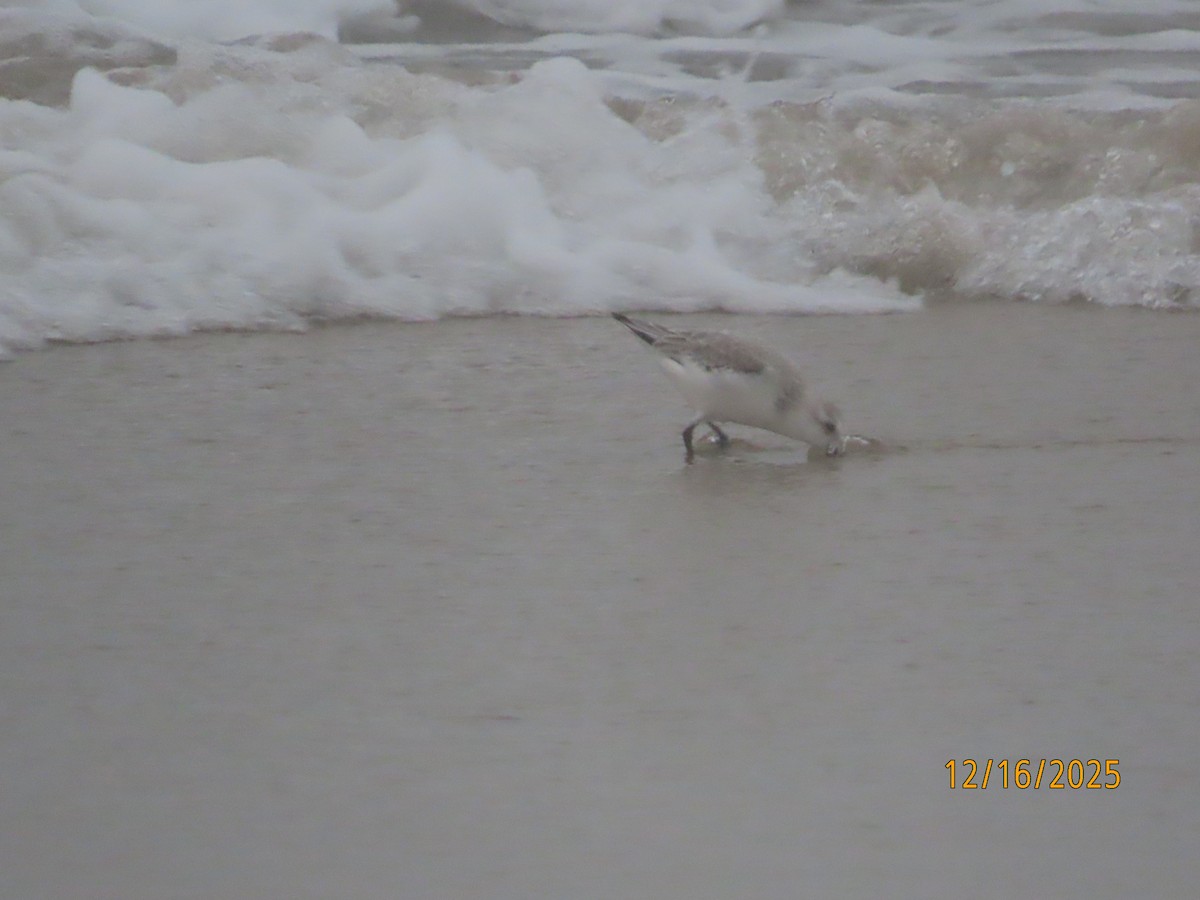 Ak Kumkuşu - ML647111624