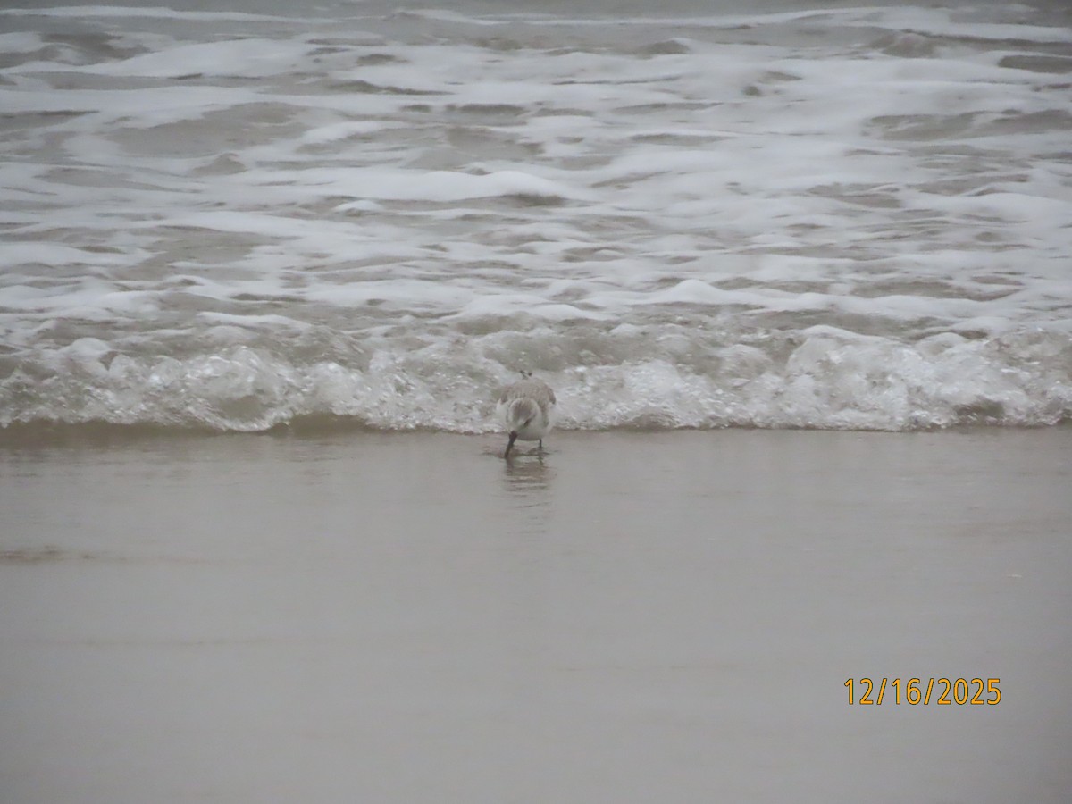 Ak Kumkuşu - ML647111625