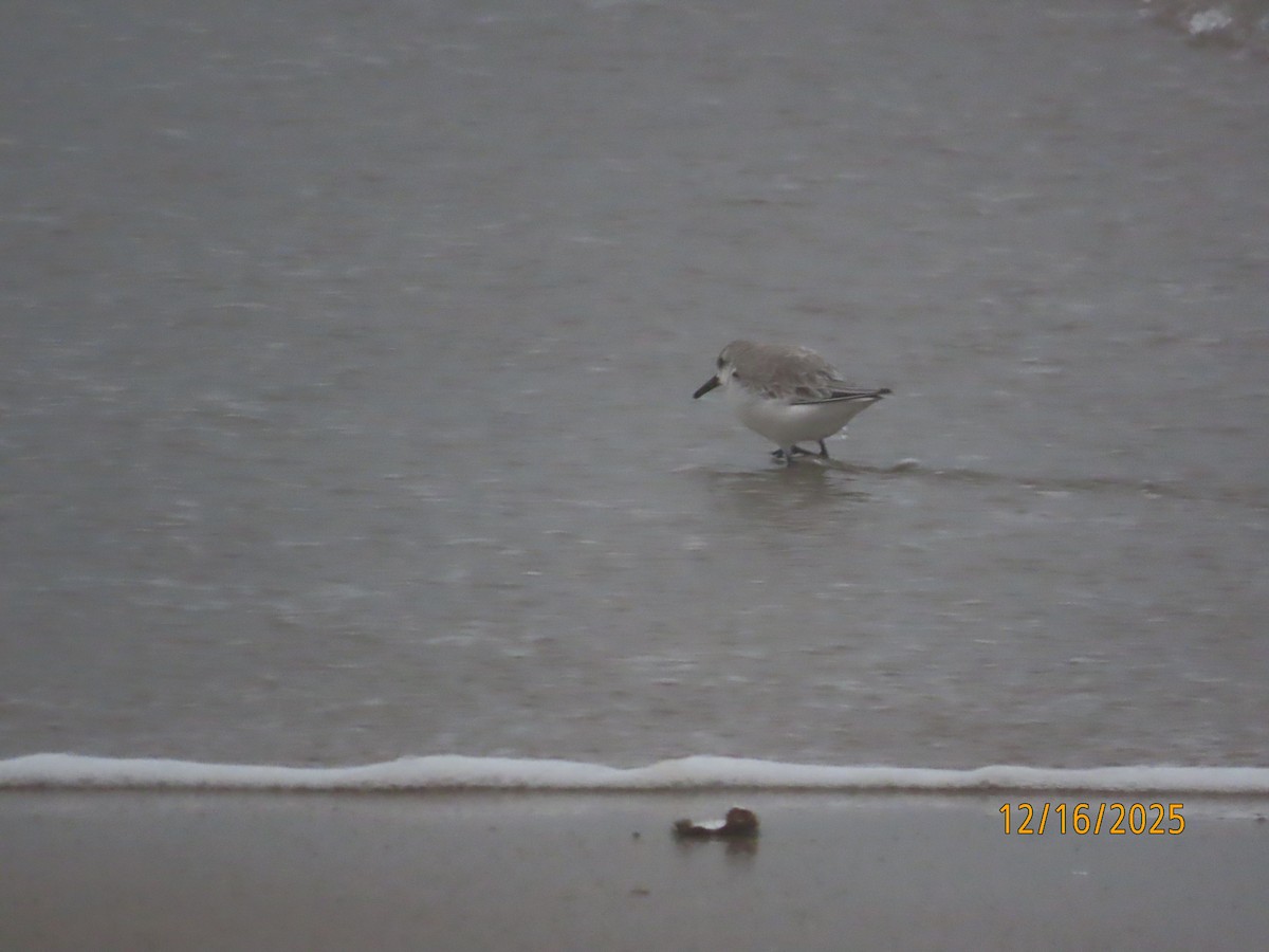 Ak Kumkuşu - ML647111626