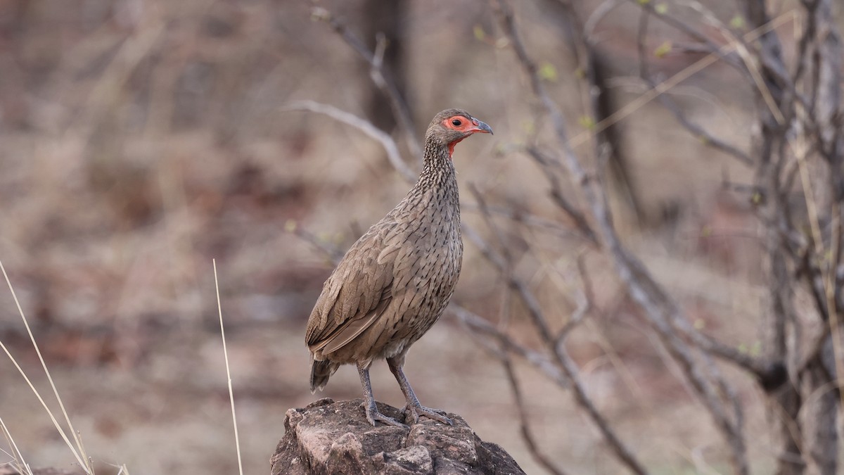 Swainson's Spurfowl - ML647111627