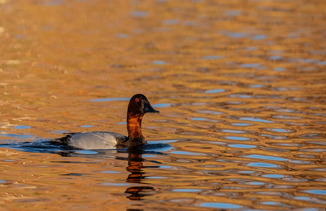 Canvasback - ML647111629