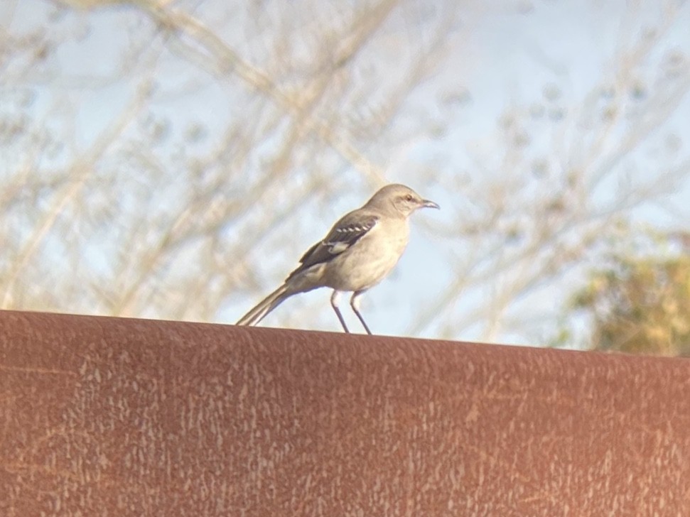 חקיינית צפונית - ML647111631