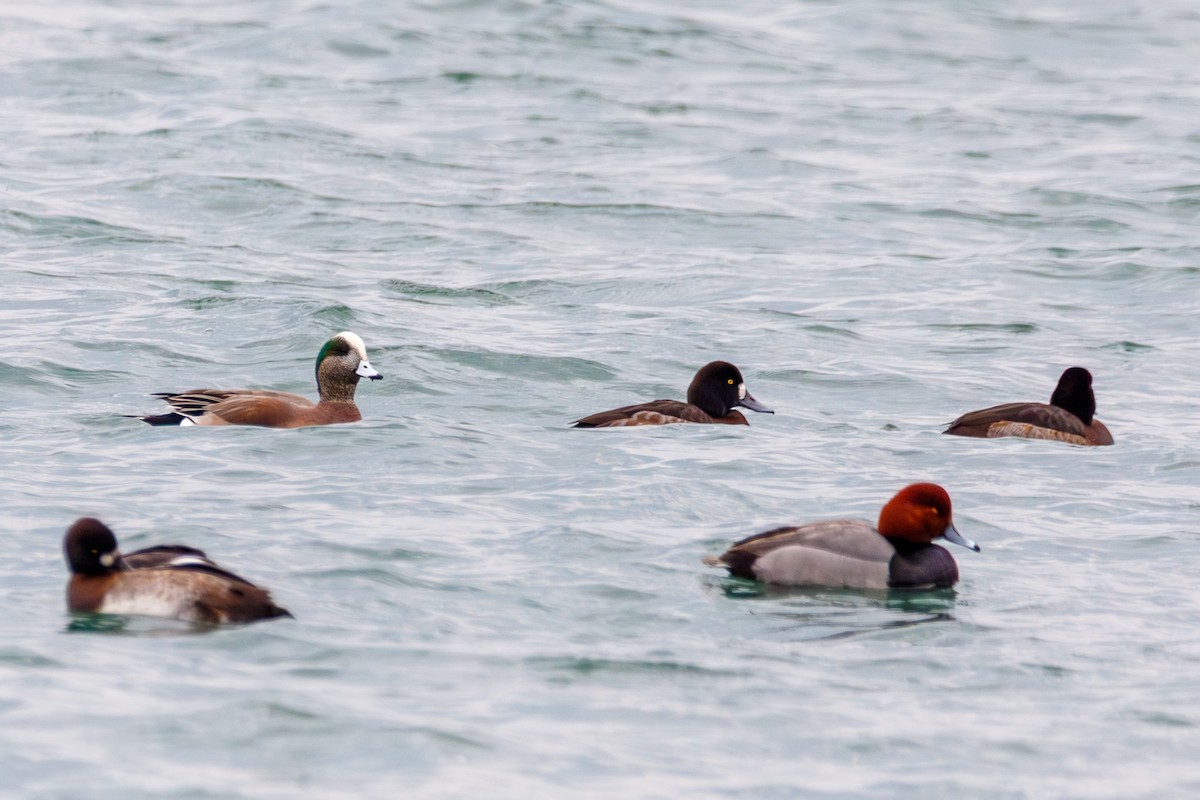 hvízdák americký - ML647111633