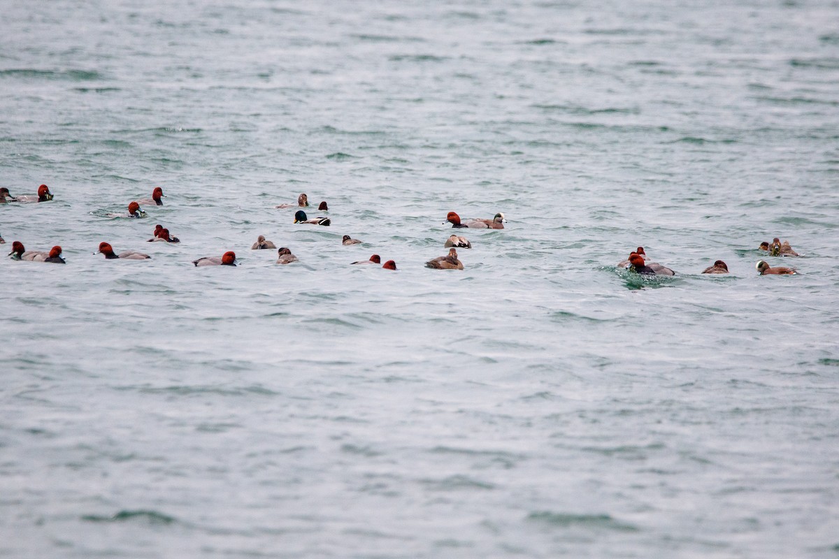 hvízdák americký - ML647111634