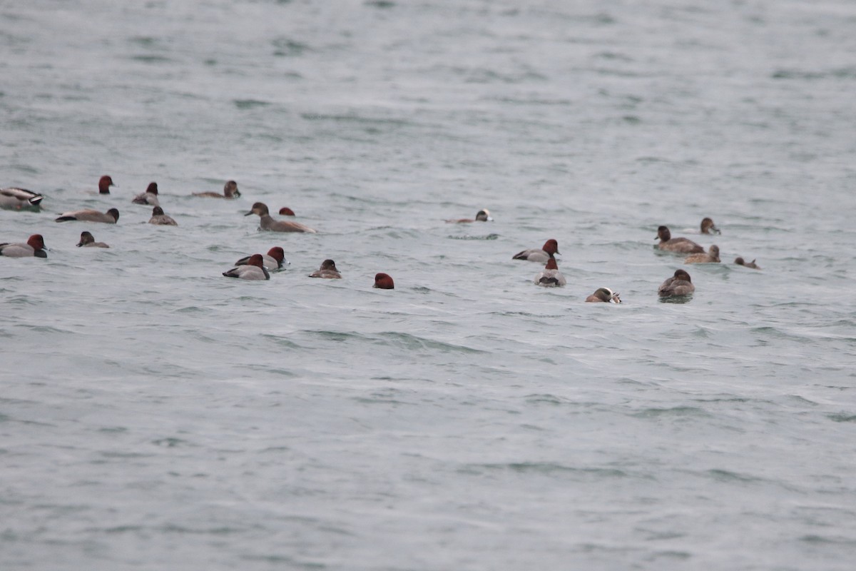 hvízdák americký - ML647111635