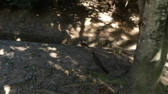 Краснохвостая чачалака (ruficauda) - ML647111639