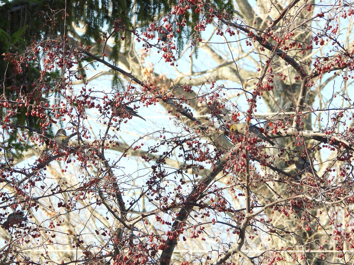 Смеречник тайговий - ML647111640