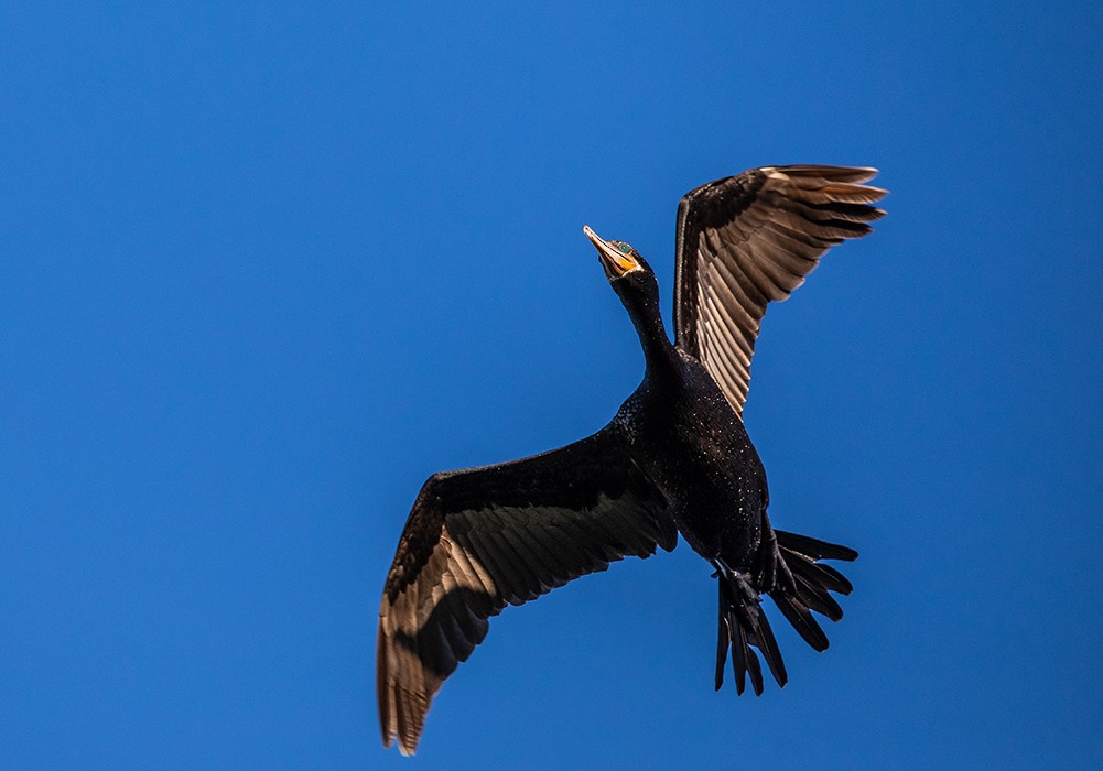 Neotropic Cormorant - ML647111641