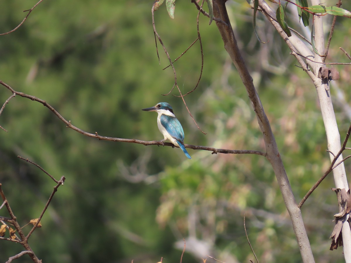 ledňáček posvátný - ML647111642