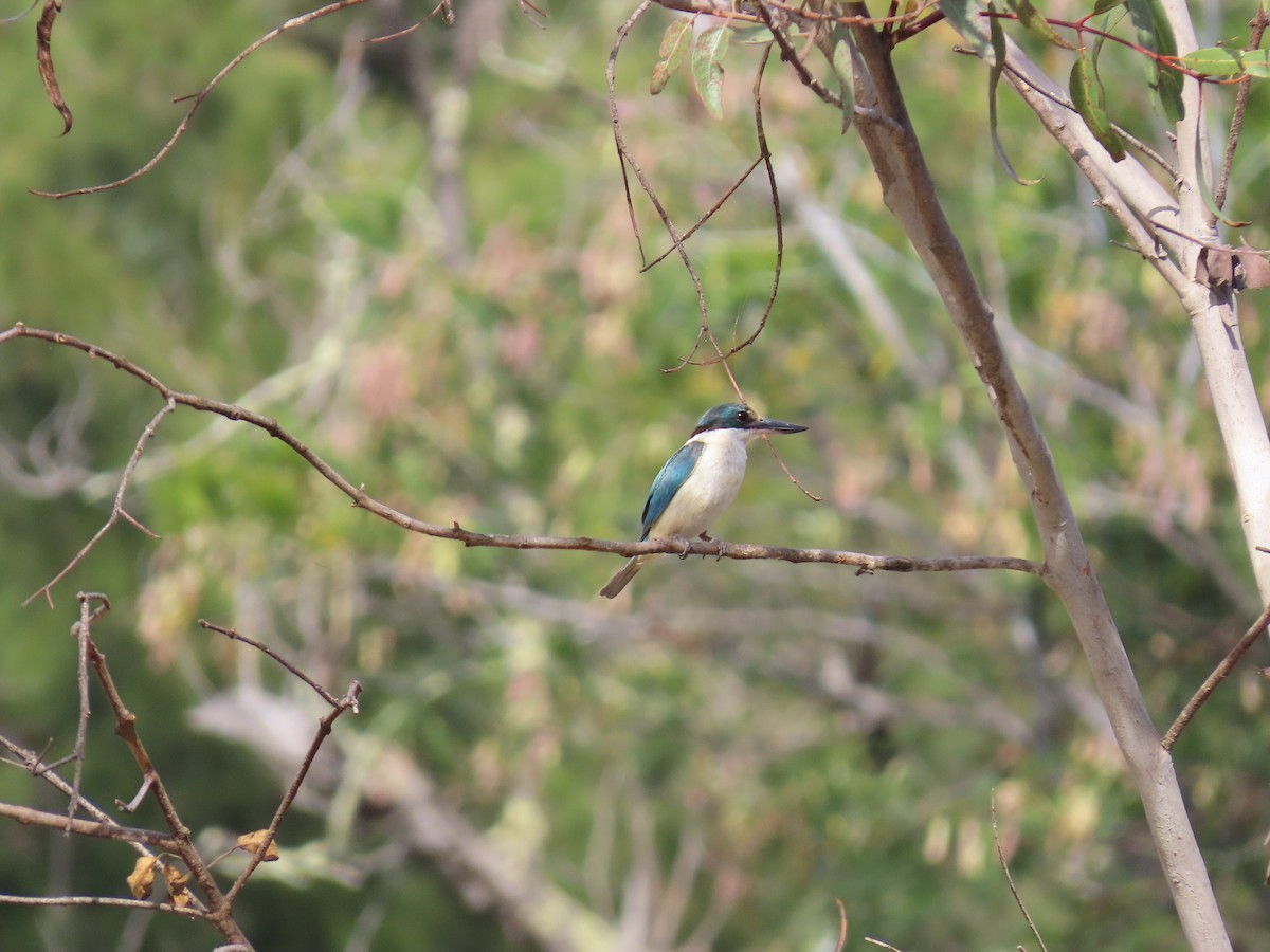 ledňáček posvátný - ML647111643