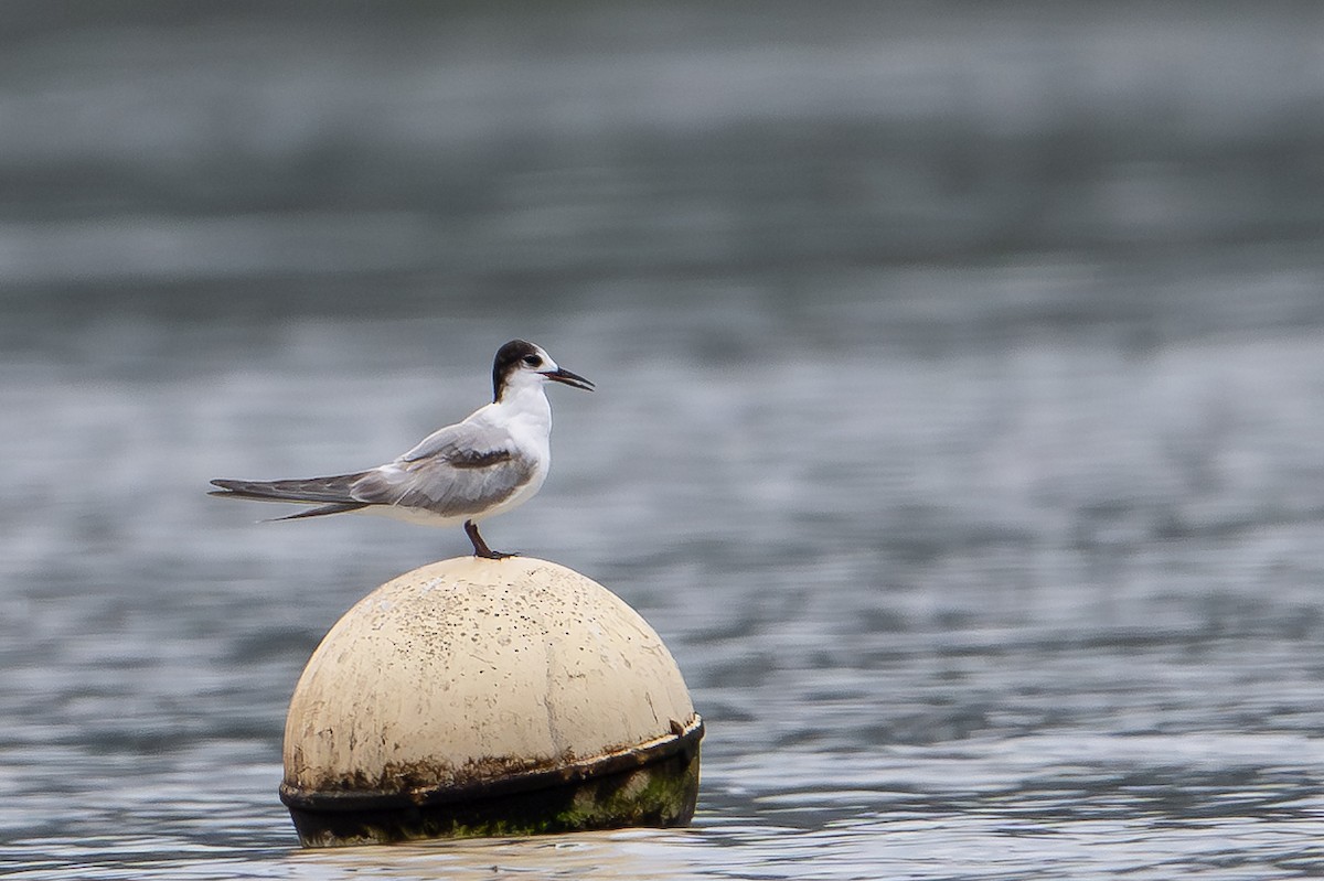 Common Tern (longipennis) - ML647111646