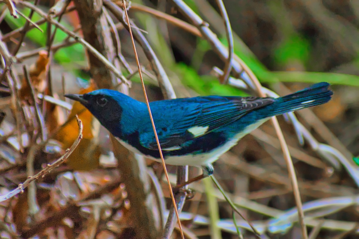 Mavi Sırtlı Ötleğen - ML647111649