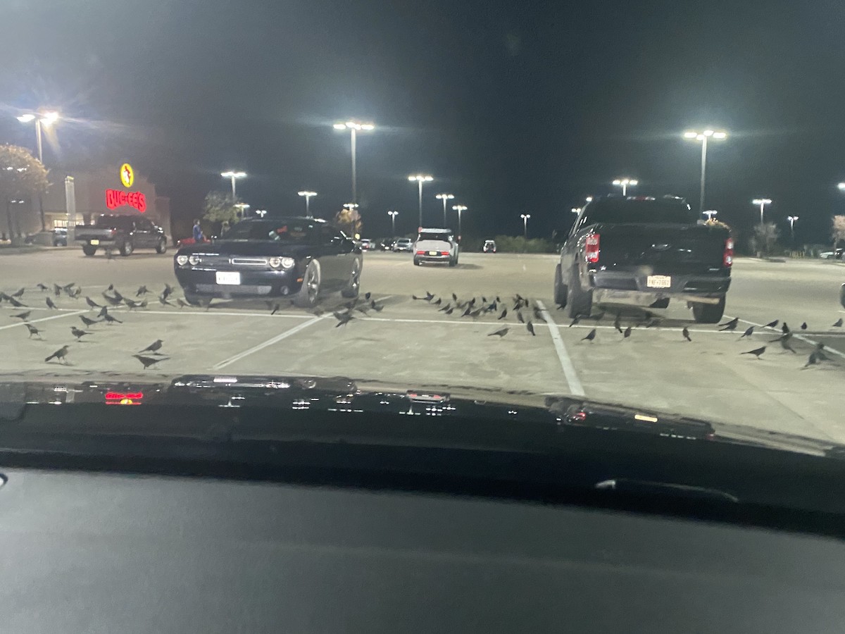 Great-tailed Grackle - ML647111656