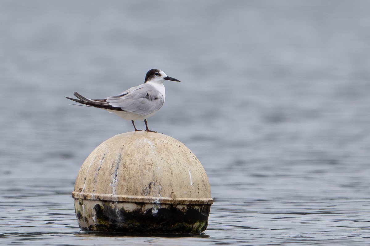 Common Tern (longipennis) - ML647111659