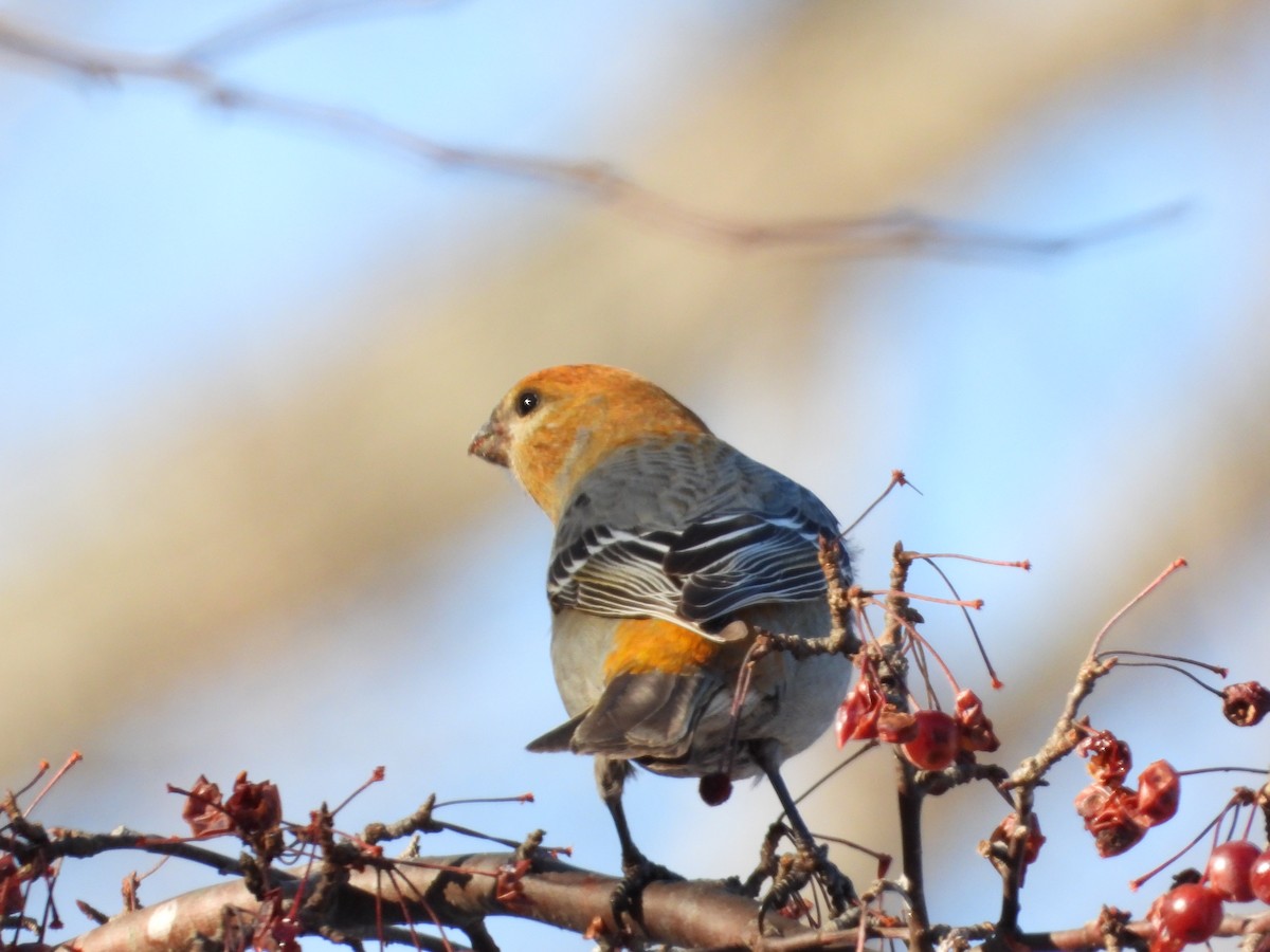 Смеречник тайговий - ML647111663