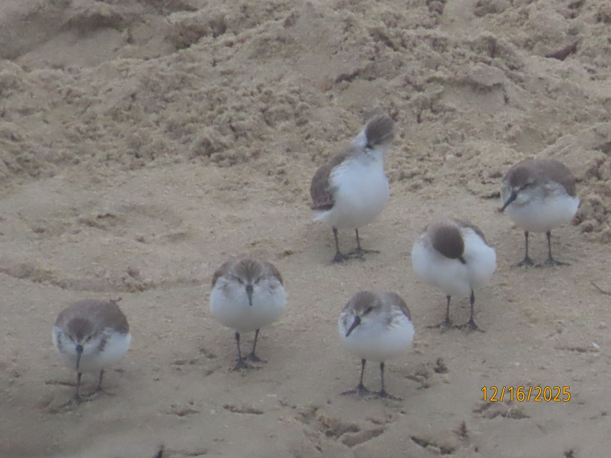 Alaska Kumkuşu - ML647111664