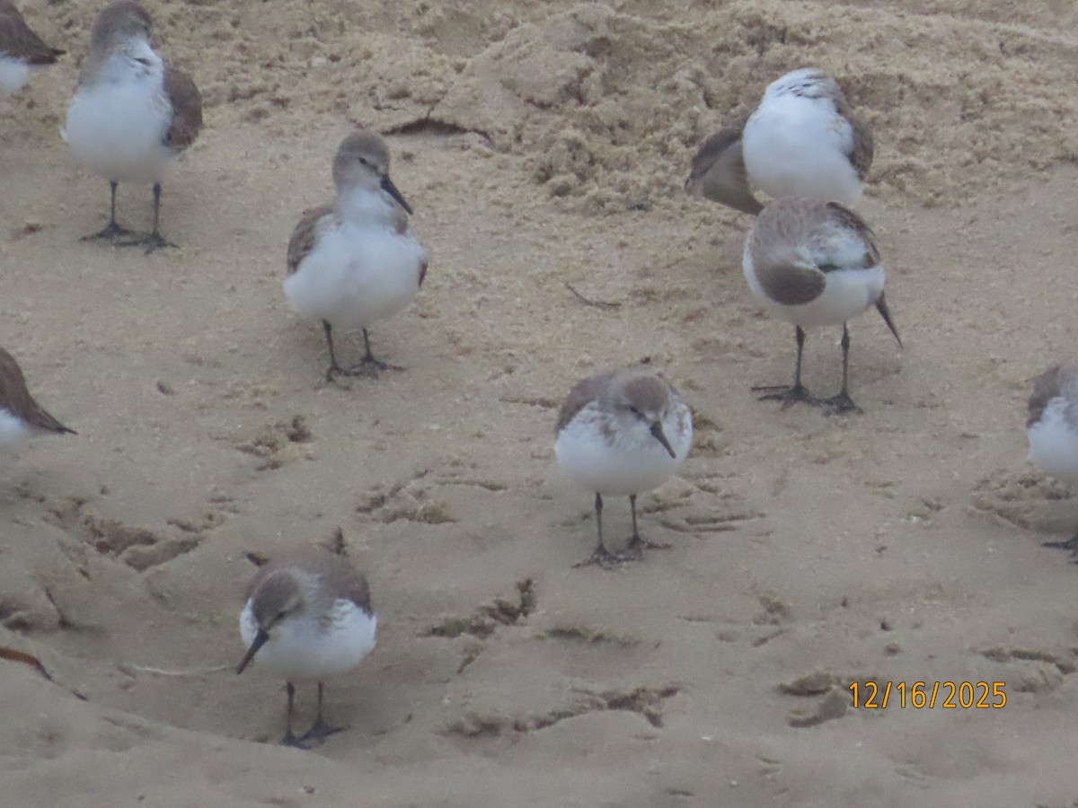 Alaska Kumkuşu - ML647111665