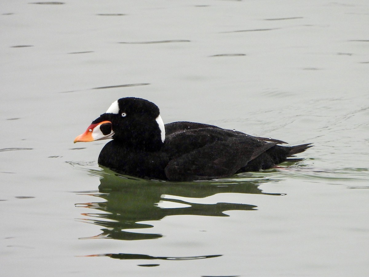 קטיפנית משברים - ML647111684
