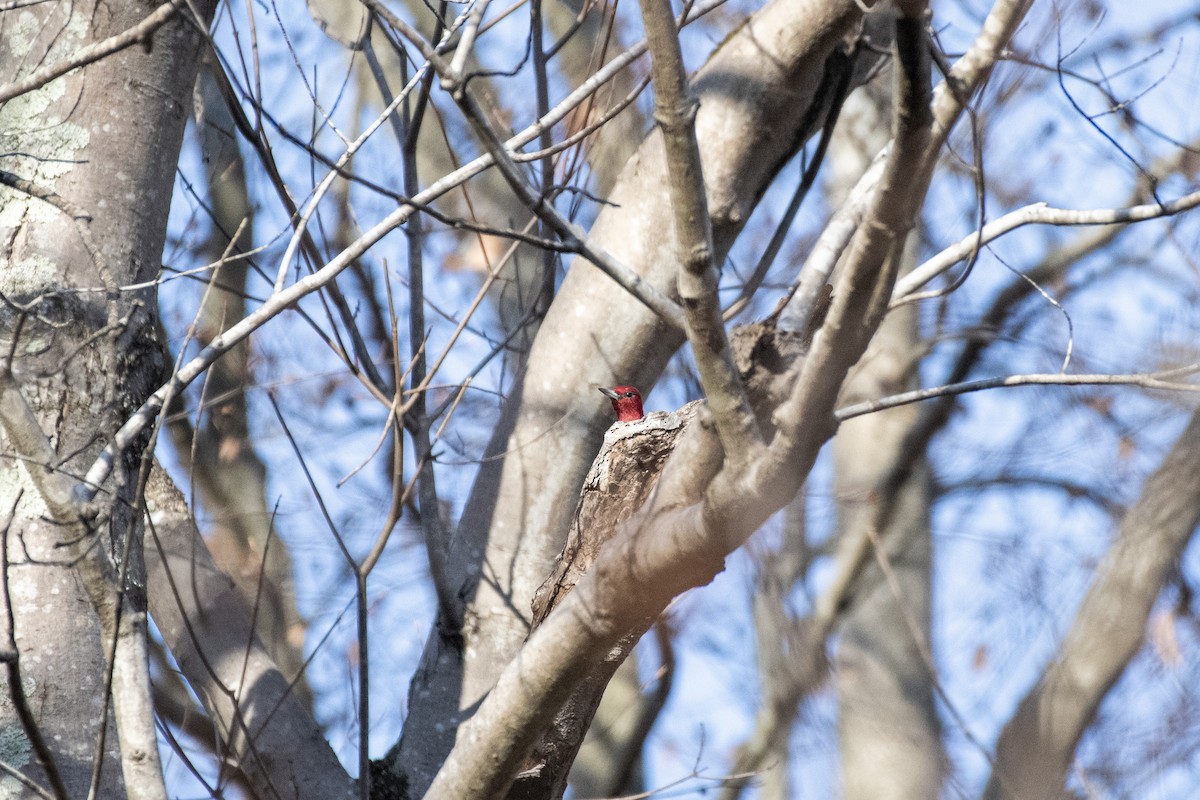 Red-headed Woodpecker - ML647111686