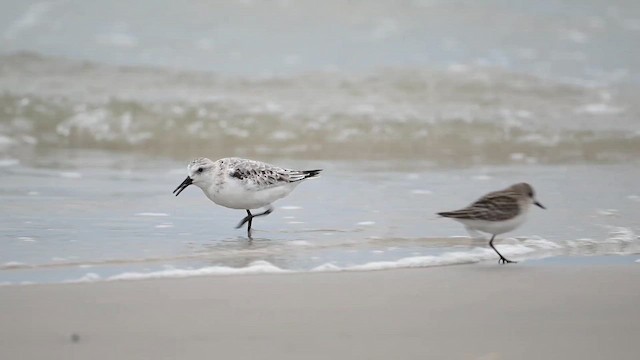 Песчанка - ML647111687