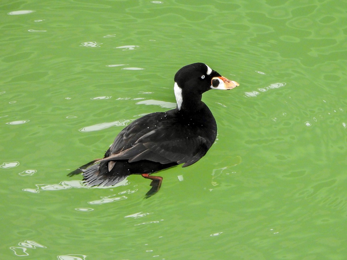 קטיפנית משברים - ML647111689
