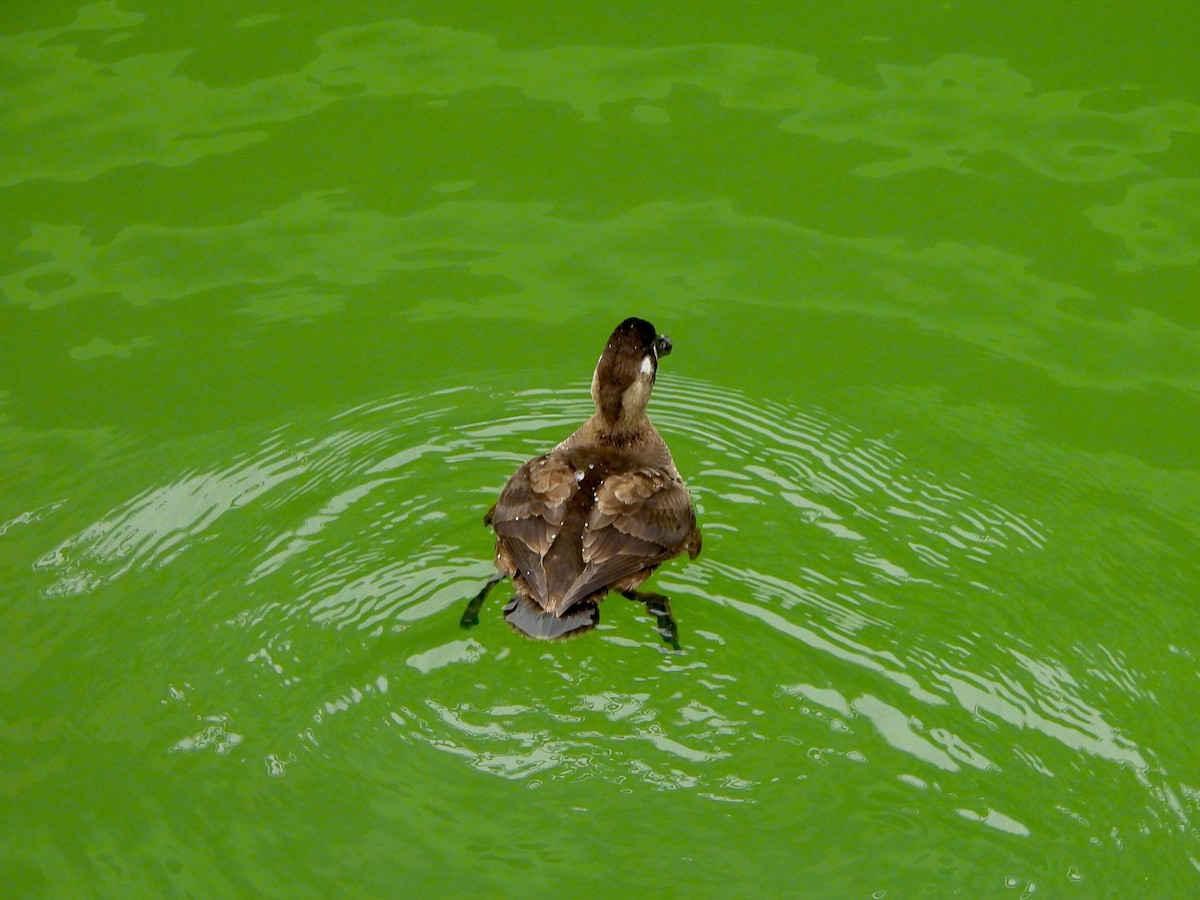 קטיפנית משברים - ML647111701