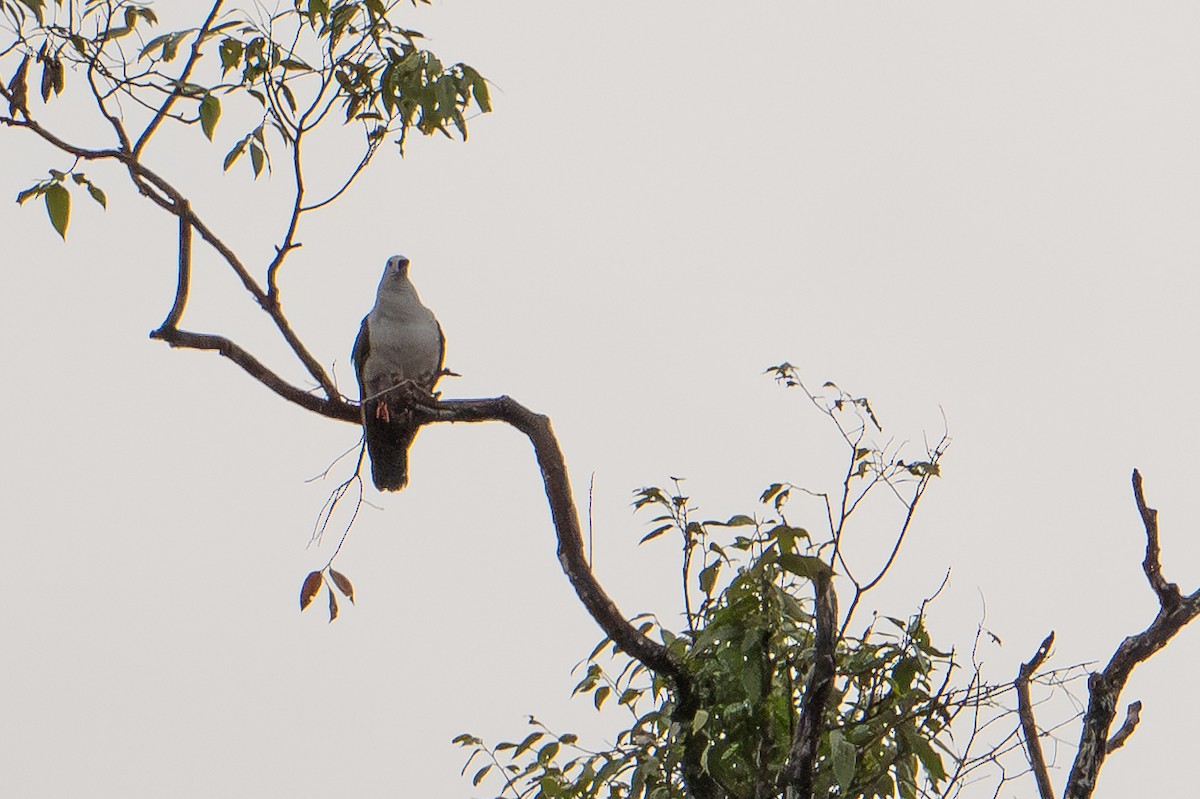 Пінон смарагдовий - ML647111704