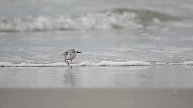Песчанка - ML647111708