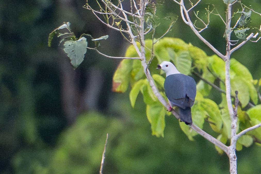 Пінон смарагдовий - ML647111709