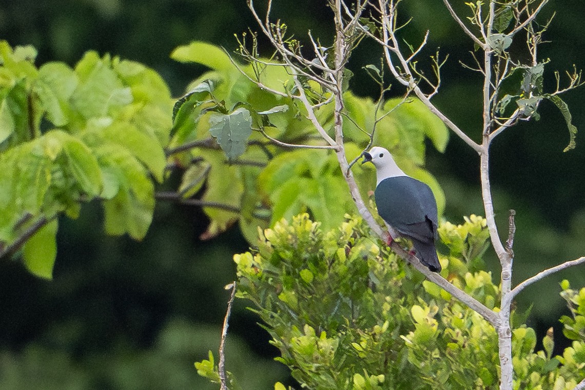 Пінон смарагдовий - ML647111711